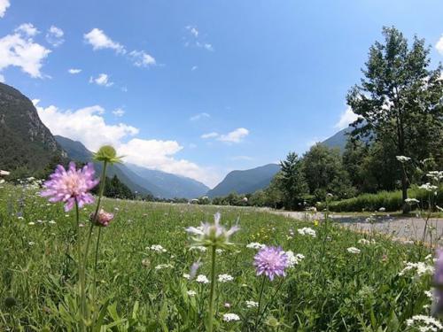 Prato fiorito ph C. Coassoli